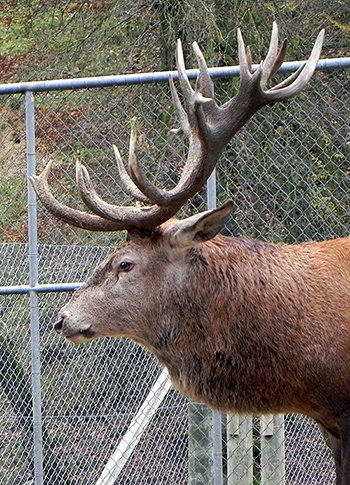 Bildergebnis für wildpark roggenhausen aarau